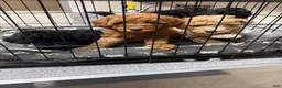 Miniature Poodle dogs for sale: Miniature Poodle 1 - Ad 1