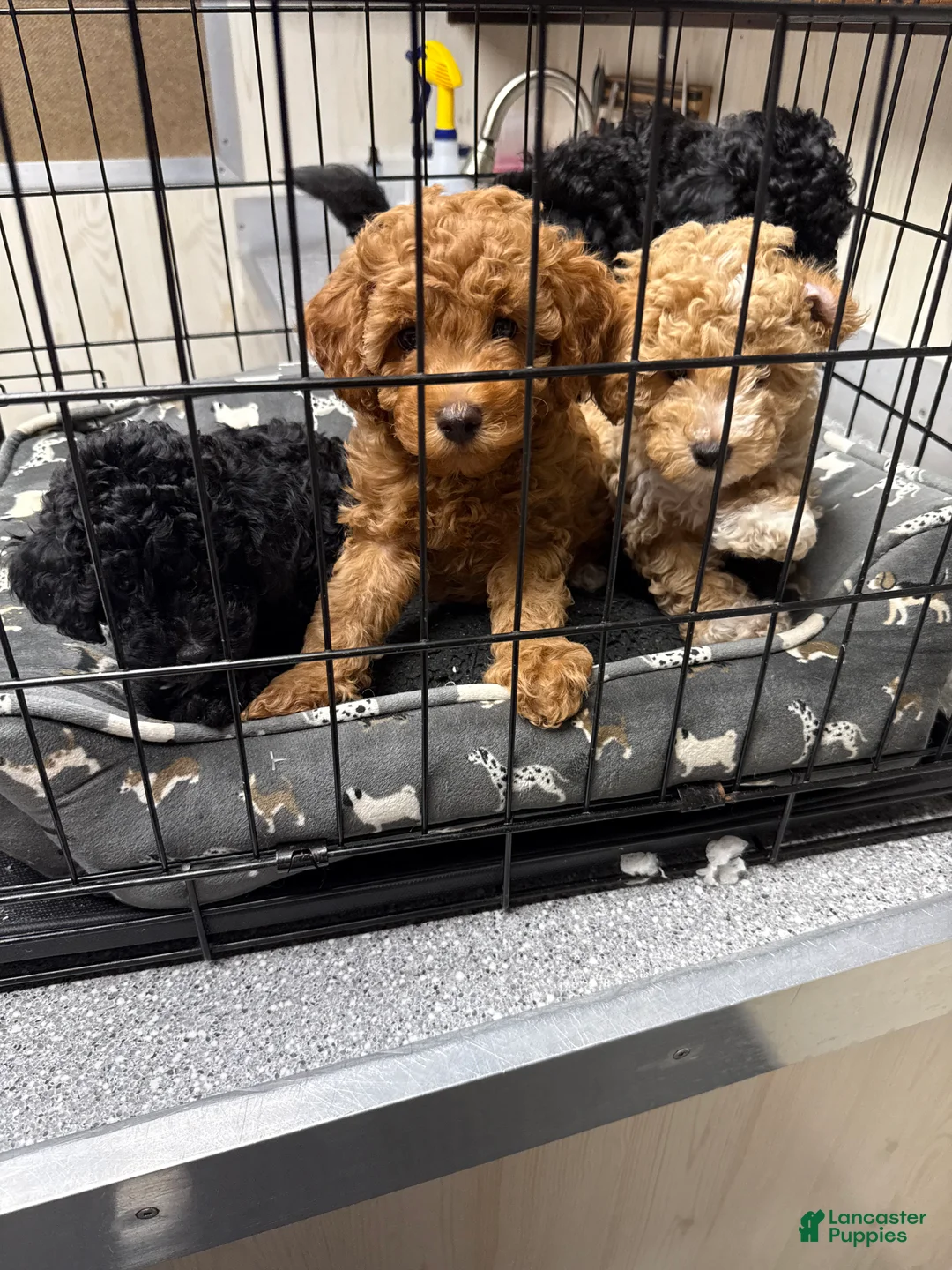 Miniature Poodle dogs for sale: Miniature Poodle 1 - Ad 1