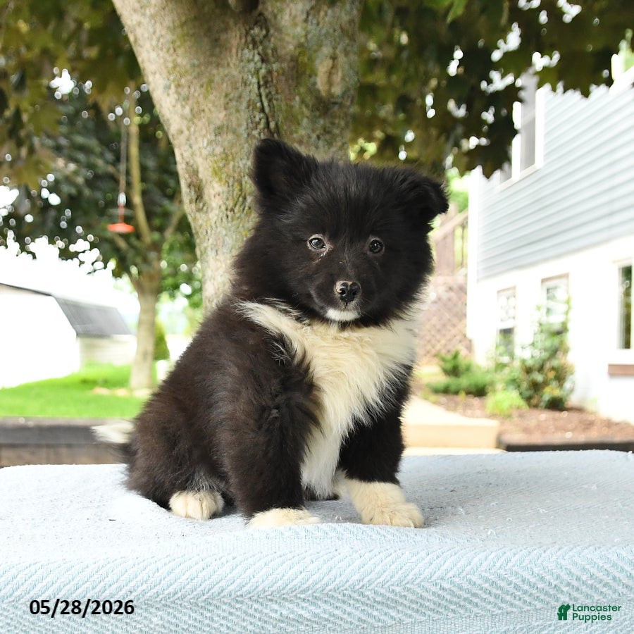 Pomsky dogs Gracie - Ad 1