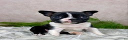 Boston Terrier dogs for sale: Miss Chloe  - Ad 9