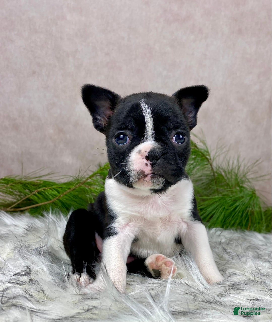 Boston Terrier dogs for sale: Miss Chloe  - Ad 9