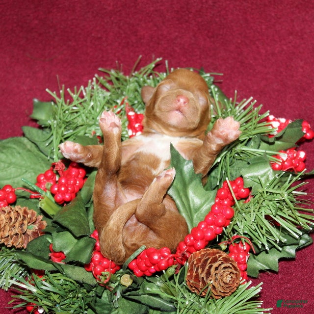 Miniature Poodle dogs Xella - Ad 4