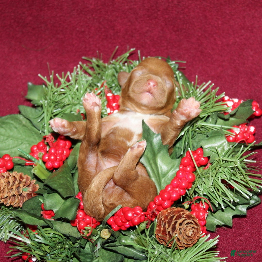 Miniature Poodle dogs for sale: Xella - Ad 1