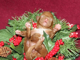 Miniature Poodle dogs Xella - Ad 4