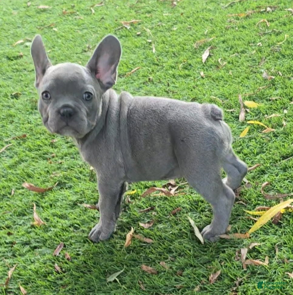 French Bulldog dogs Lilly - Ad 2