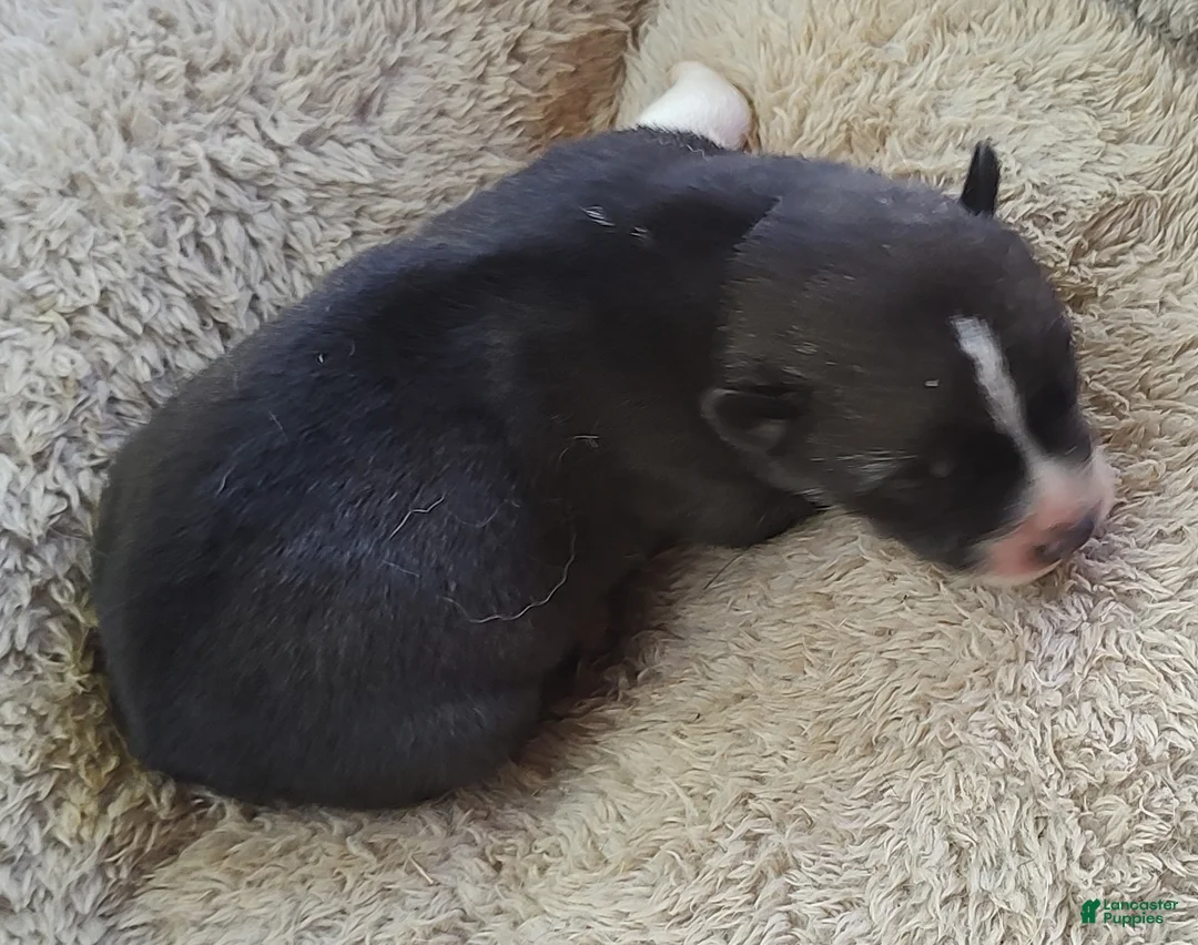 Siberian Husky dogs for sale: Sonya's male 3 - Ad 1