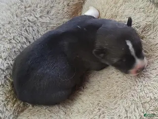 Siberian Husky dogs Sonya's male 3 - Ad 27