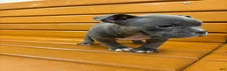 American Bully dogs for sale: El - Ad 3