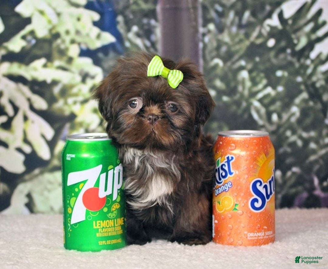 Shih Tzu dogs for sale: Tcup imperial  - Ad 1