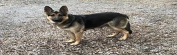 German Shepherd dogs for sale: Scarlet - Ad 5
