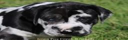 Great Dane dogs for sale: Emily - Ad 7