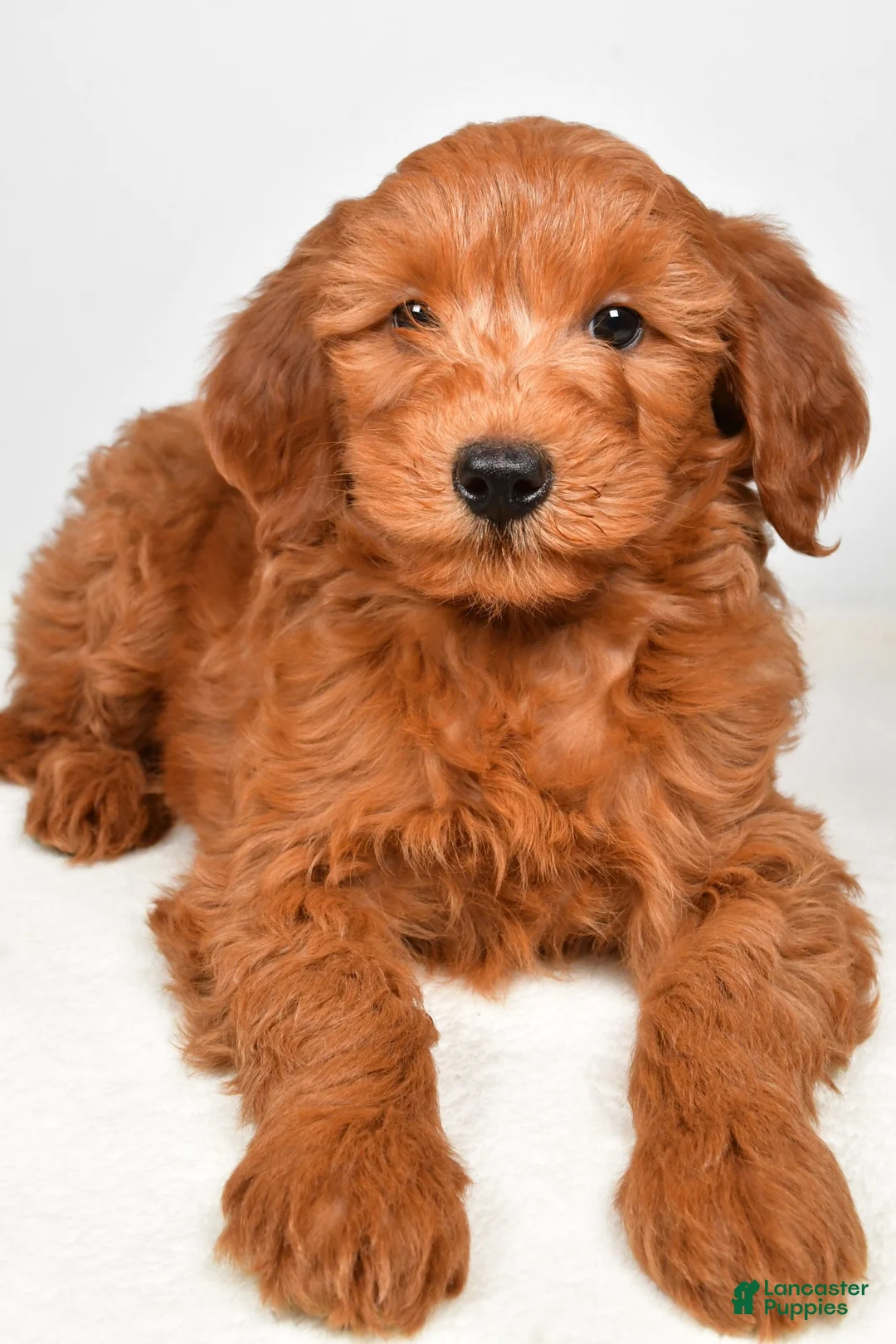 Goldendoodle dogs for sale: charlie - Ad 2