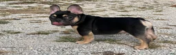 French Bulldog dogs for sale: Flynn  - Ad 2