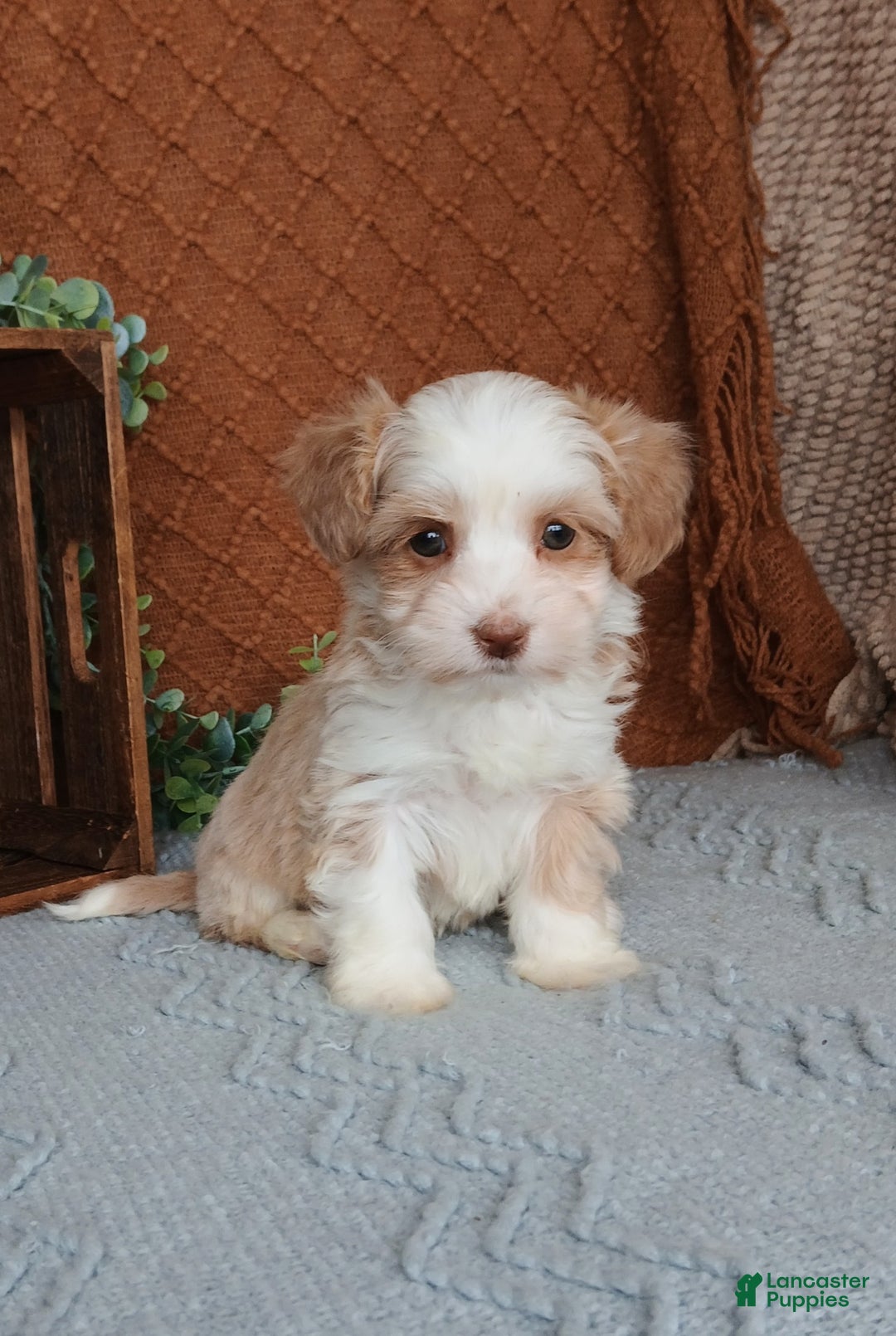 Havanese dogs for sale: Josie  - Ad 3