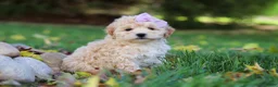 Maltipoo dogs for sale: Honey - Ad 5