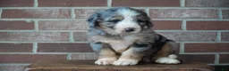 Bernedoodle dogs for sale: River - Ad 1