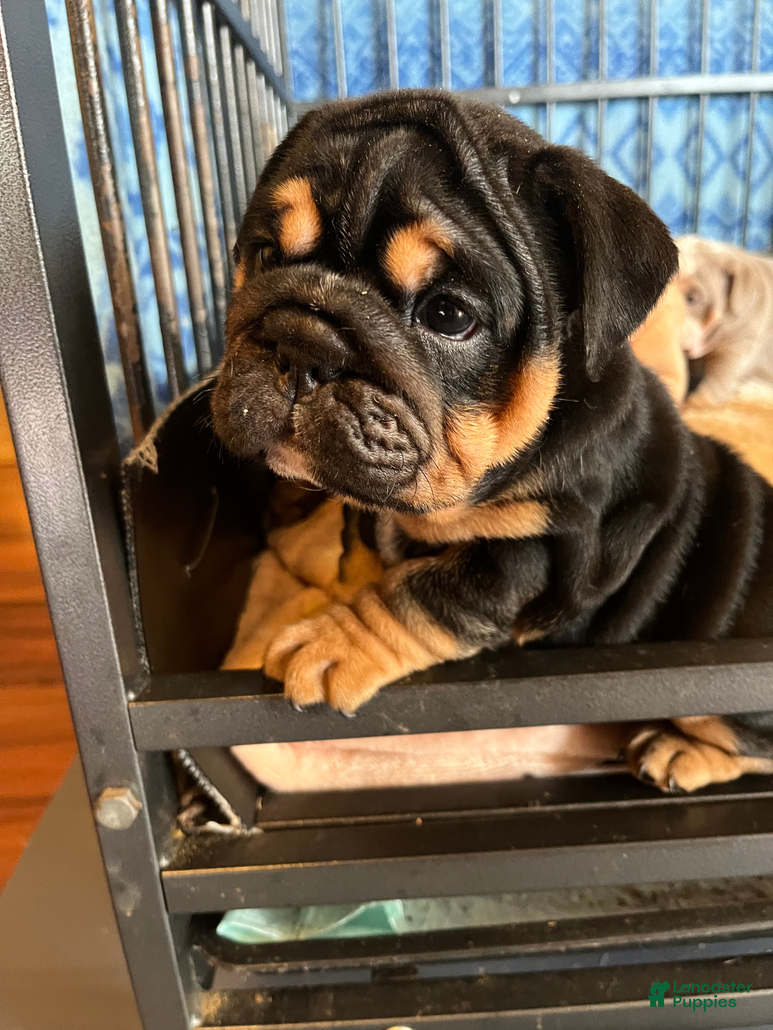 English Bulldog dogs English Bulldog 2 - Ad 23