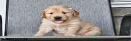 Mixed Breed dogs for sale: Teddy - Ad 4