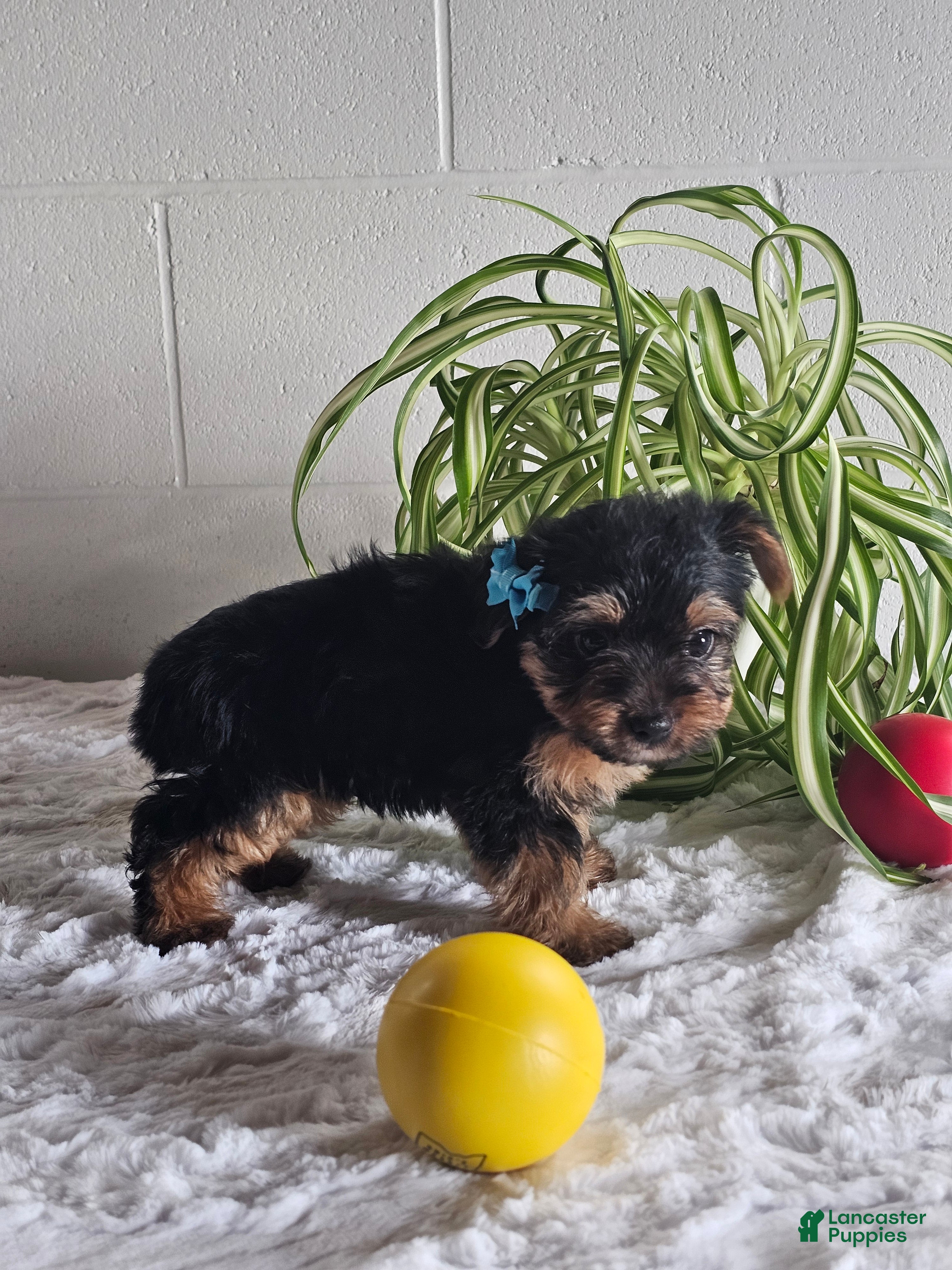 Yorkshire Terrier dogs Leo - Ad 2