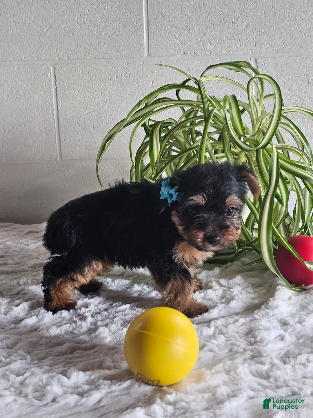 Yorkshire Terrier dogs for sale: Leo - Ad 2