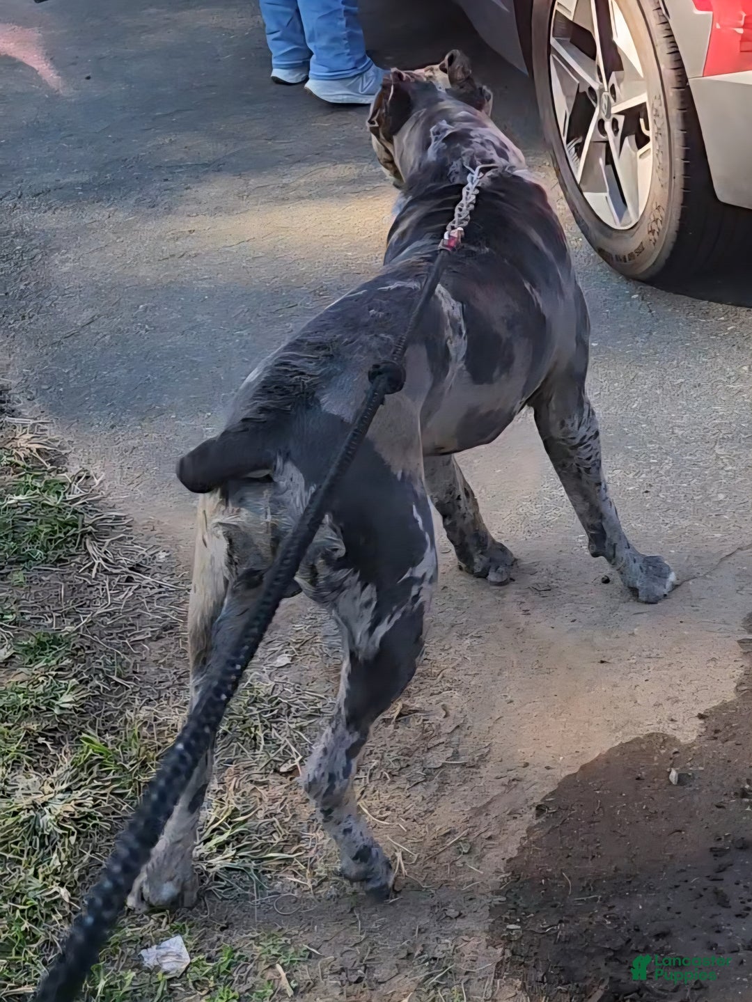 Cane Corso dogs for stud: Merle Cane Corso - Ad 1