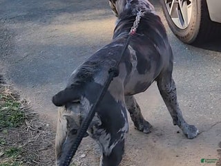 Cane Corso dogs Merle Cane Corso - Ad 1