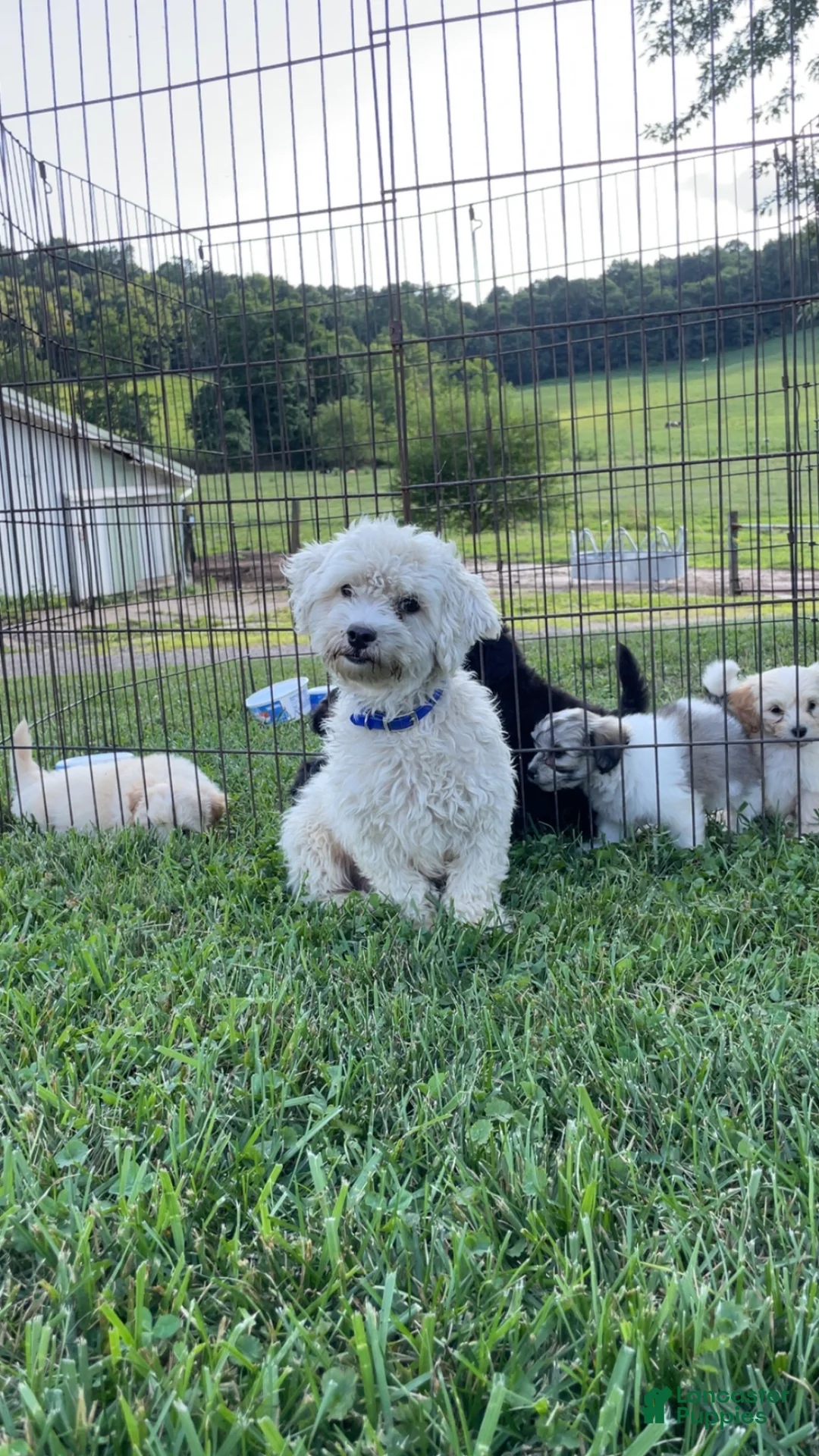 Maltipoo dogs for sale: Bailey - Ad 4
