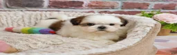Shih Tzu dogs for sale: Freckles  - Ad 7