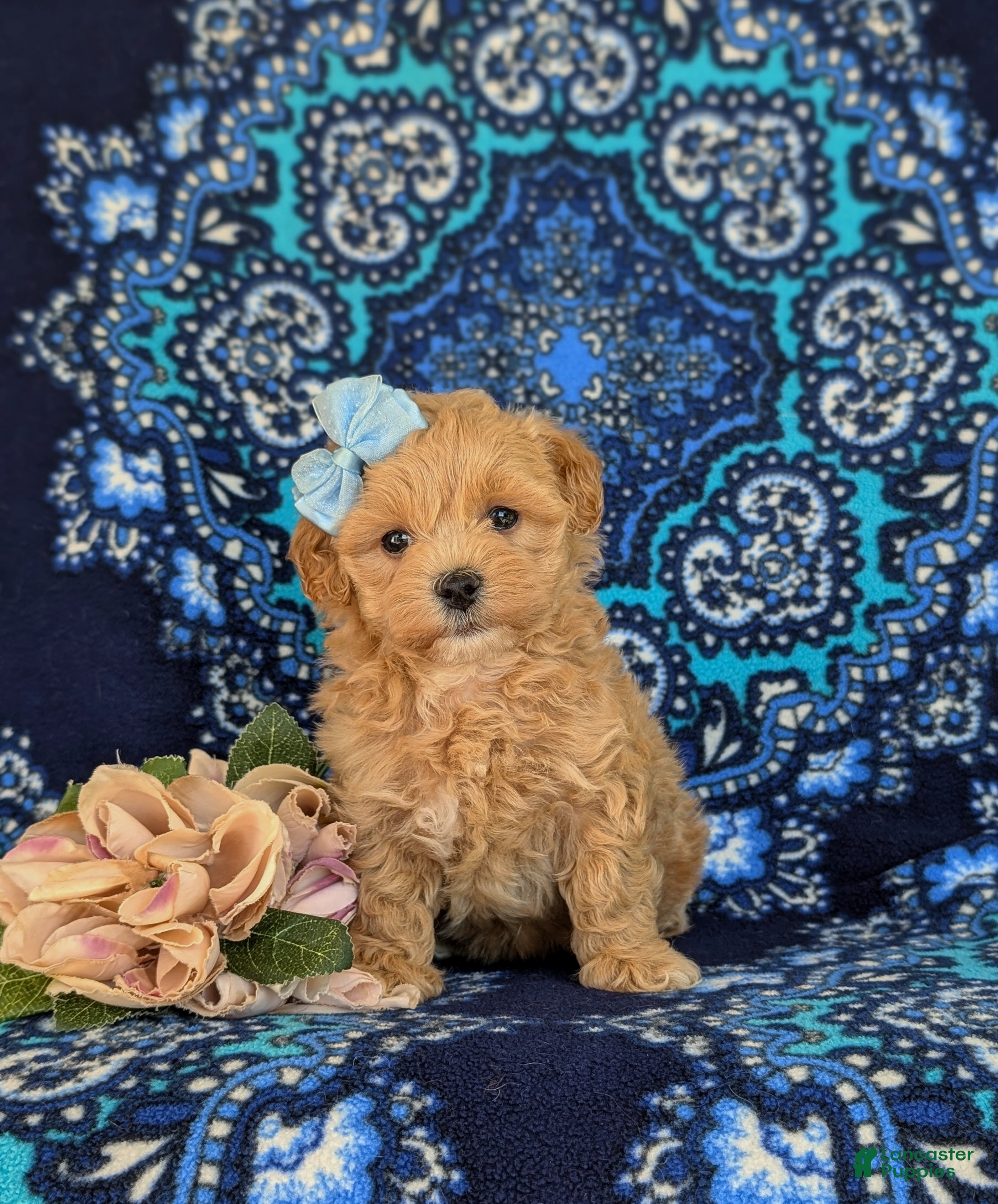 Maltipoo dogs for sale: Reagan - Ad 5