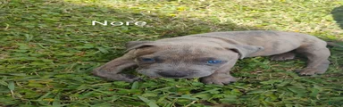American Pit Bull Terrier 3