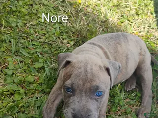 American Pit Bull Terrier dogs American Pit Bull Terrier 3 - Ad 22