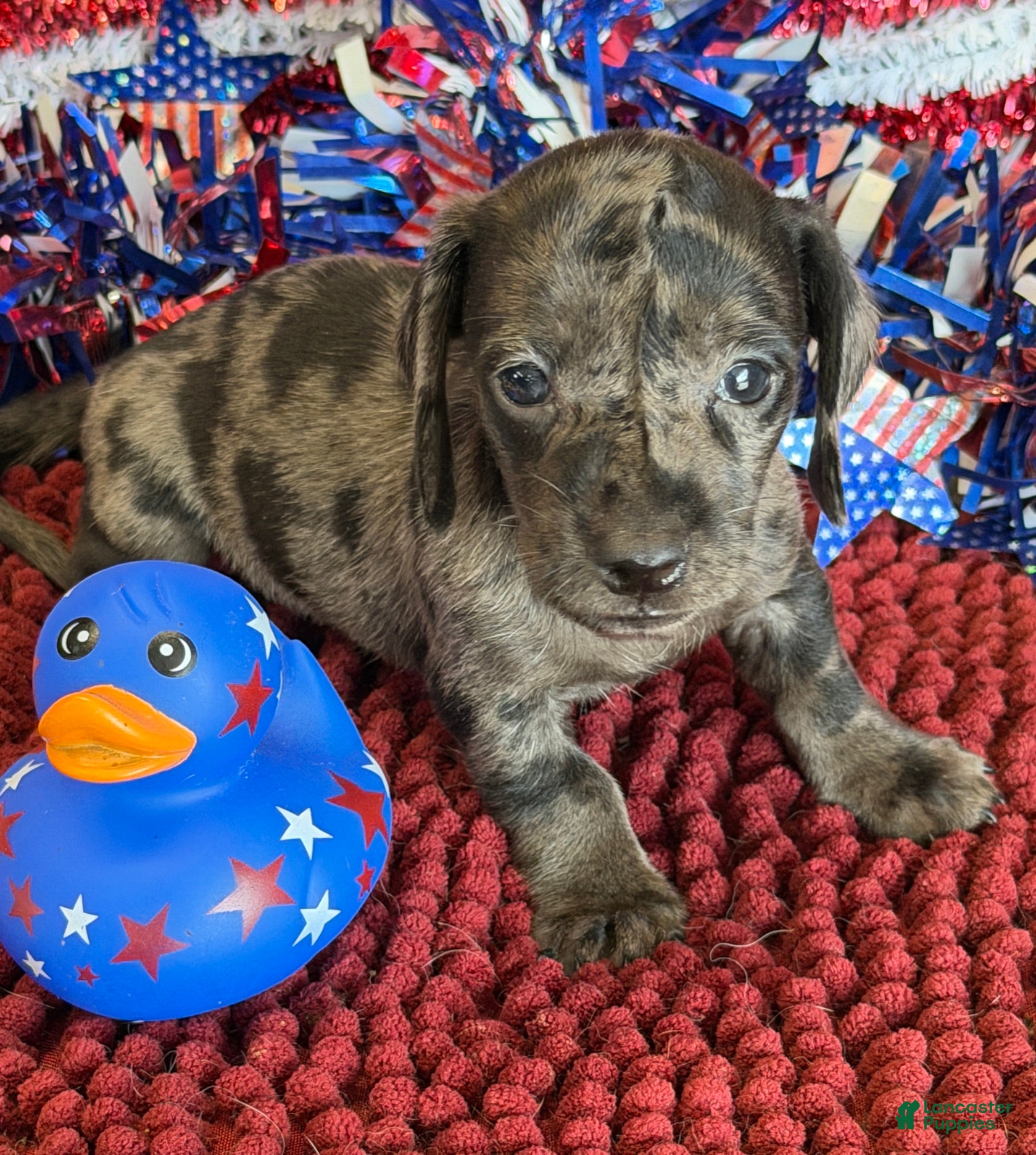 Miniature Dachshund dogs Speckles Wire - Ad 30