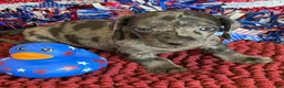 Miniature Dachshund dogs for sale: Speckles Wire - Ad 1