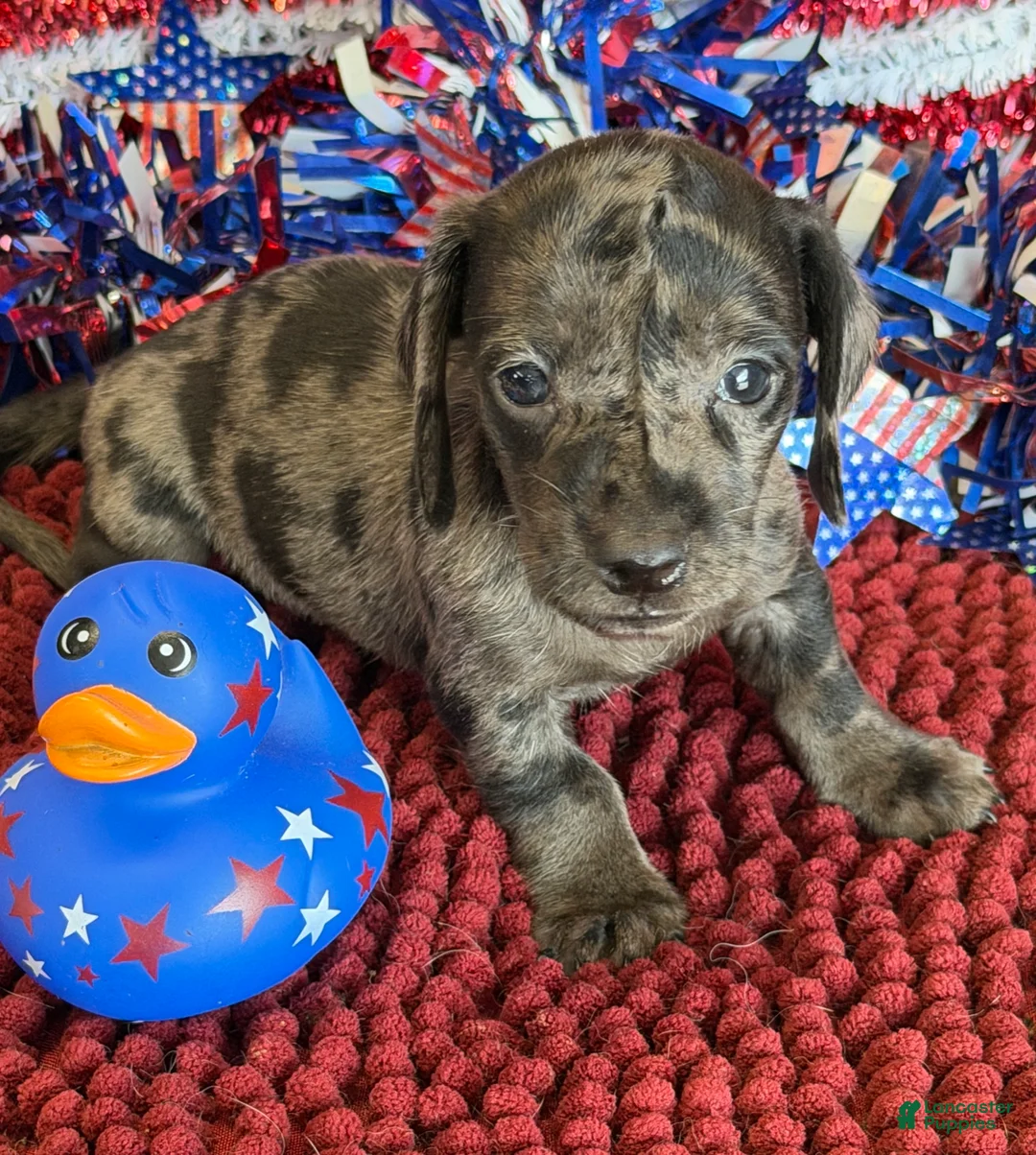 Miniature Dachshund dogs for sale: Speckles Wire - Ad 1