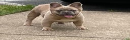 French Bulldog dogs for stud: Elite Fluffy French Bulldog Stud – SOSA (AKC) - Ad 3