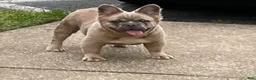 French Bulldog dogs for stud: Elite Fluffy French Bulldog Stud – SOSA (AKC) - Ad 3