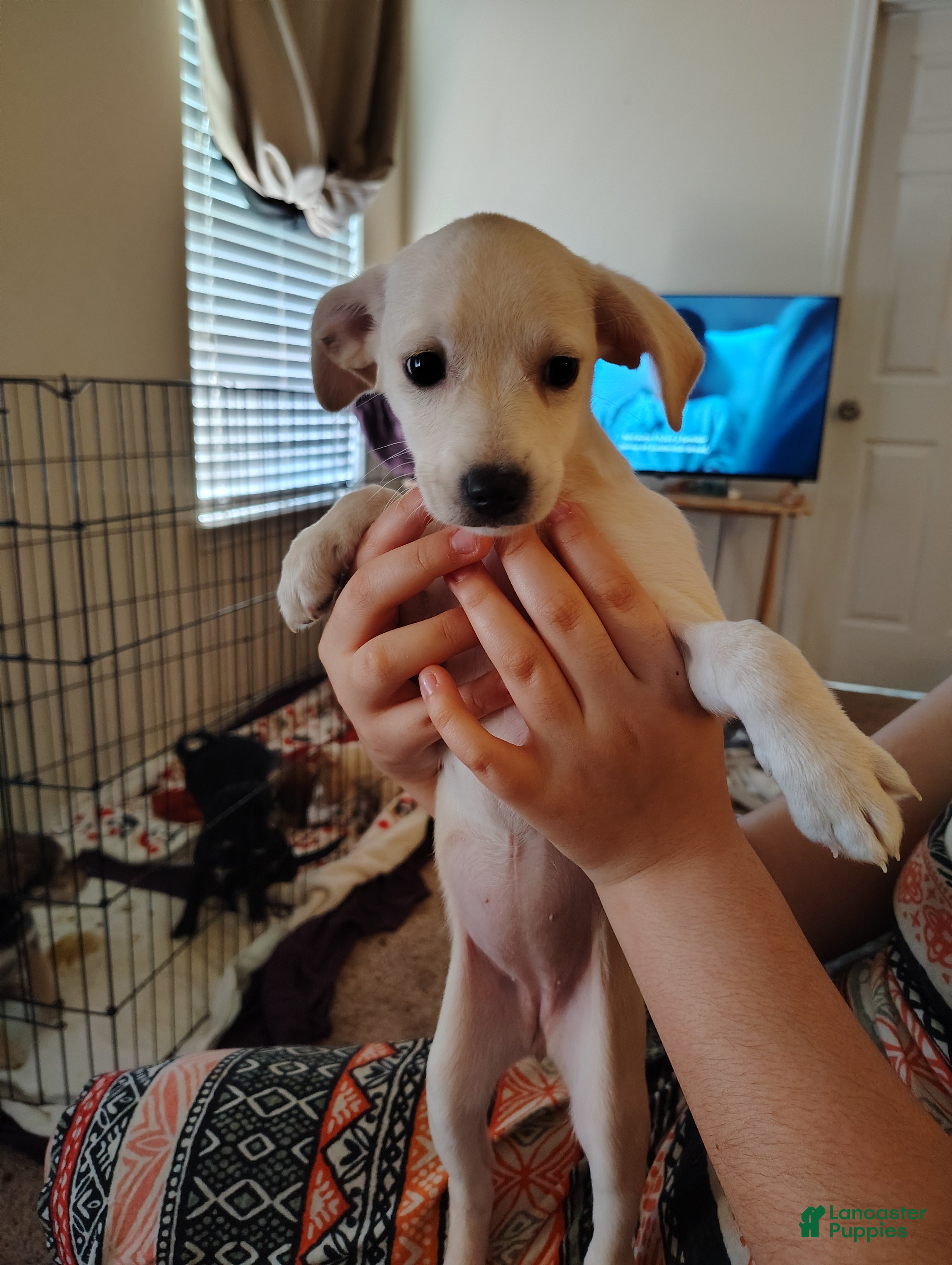 Mixed Breed dogs Mixed Breed Puppy 3 - Ad 4