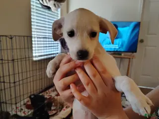 Mixed Breed dogs Mixed Breed Puppy 3 - Ad 8