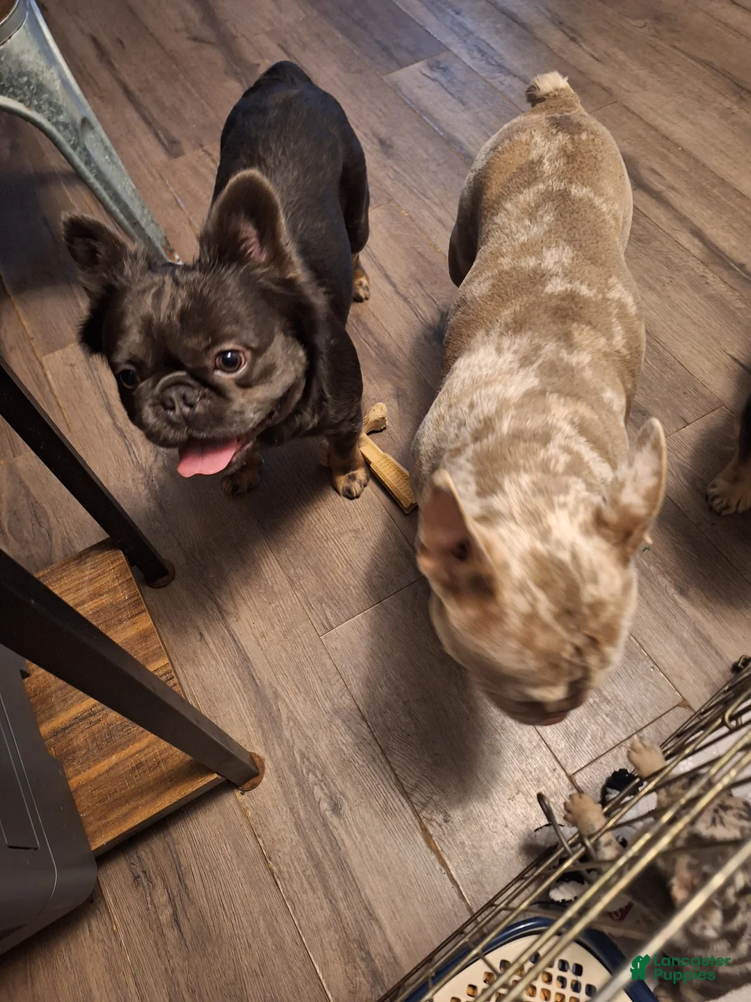 French Bulldog dogs for sale: French Bulldog Puppy 2 - Ad 2