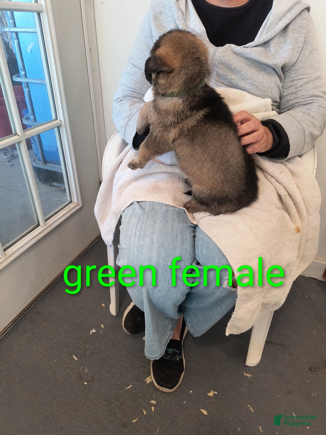 German Shepherd dogs for sale: Green collar female  - Ad 2