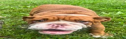 English Bulldog dogs for sale: Jimmy - Ad 2