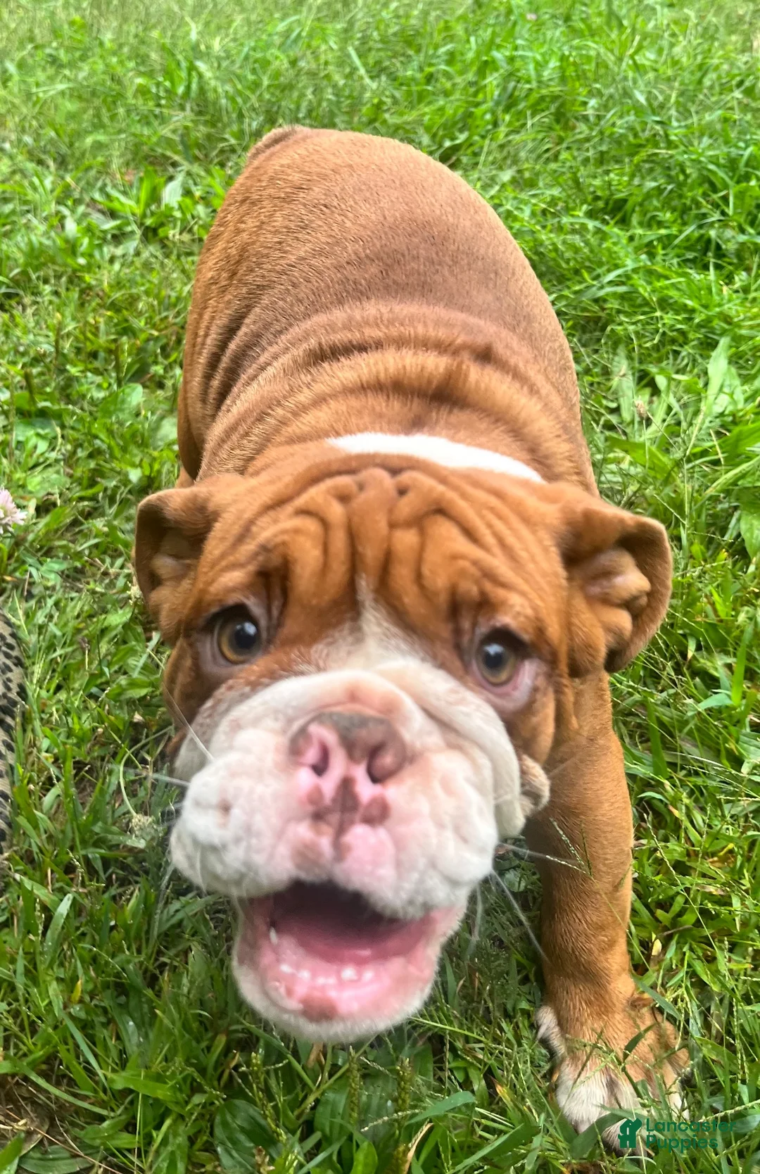 English Bulldog dogs for sale: Jimmy - Ad 2