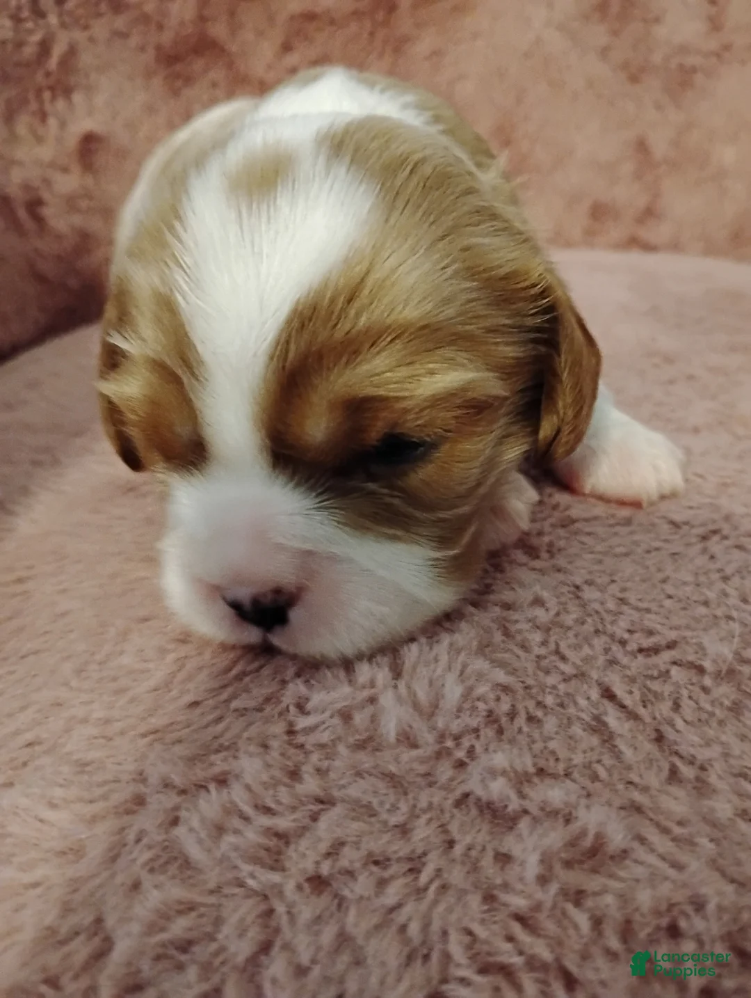 Cavalier King Charles Spaniel dogs for sale: Goldie - Ad 2