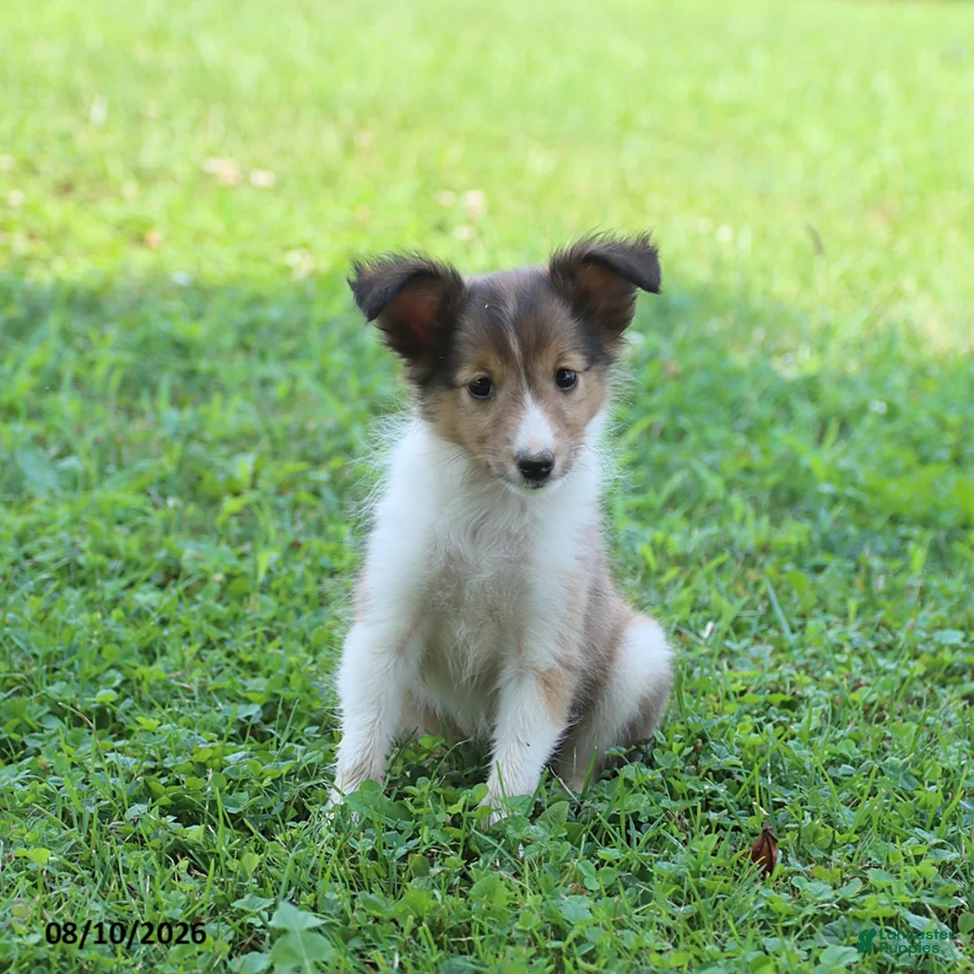 Shetland Sheepdog dogs for sale: Bonnie - Ad 1