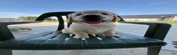 Golden Retriever dogs for sale: Gigi - Ad 8