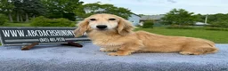 Miniature Dachshund dogs for sale: Cream - Ad 14