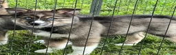 Siberian Husky dogs for sale: Diamond - Ad 1