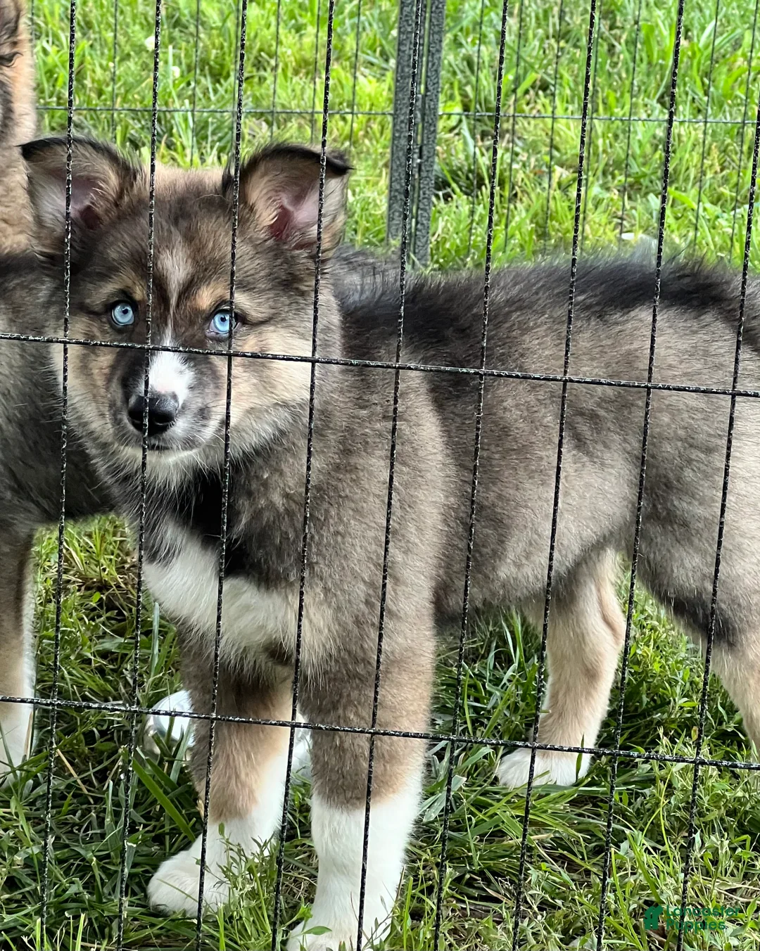 Siberian Husky dogs for sale: Diamond - Ad 1