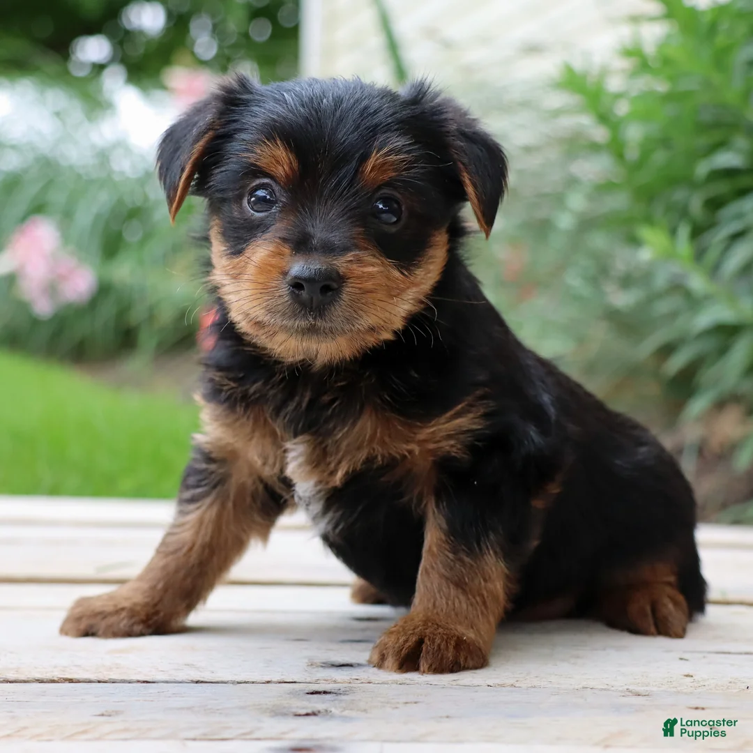 Yorkshire Terrier dogs for sale: Pepsi - Ad 1