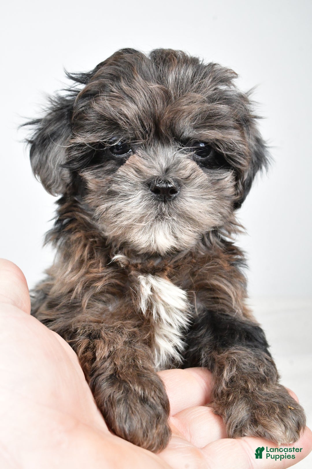 Shihpoo dogs for sale: Jenny - Ad 6